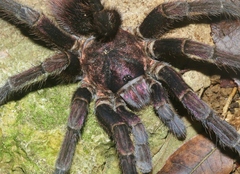 Phormictopus cubensis