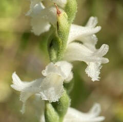 Spiranthes cernua