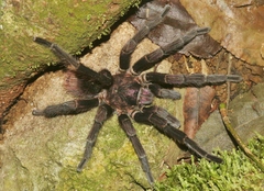 Phormictopus cubensis