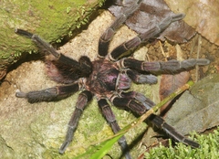 Phormictopus cubensis