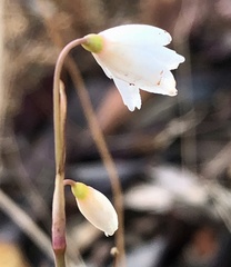Acis autumnalis