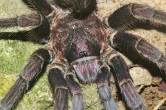 Phormictopus cubensis