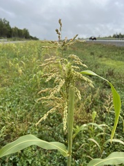 Sorghum