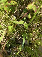Spiranthes cernua
