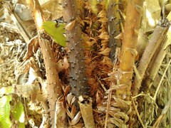 Cyathea atrovirens