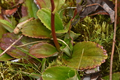 Leptarrhena pyrolifolia