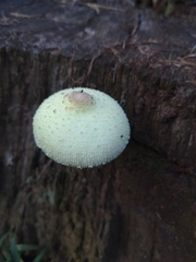 Leucocoprinus