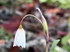 Acis autumnalis