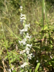 Spiranthes cernua