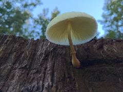 Leucocoprinus