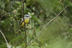 Tyrannus melancholicus