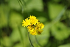 Pilosella caespitosa