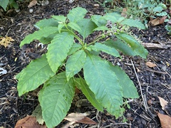 Pokeweed mosaic virus