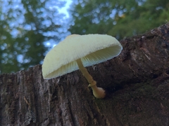 Leucocoprinus