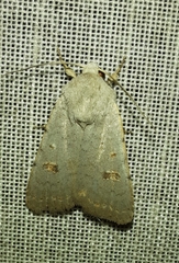 Caradrina proxima