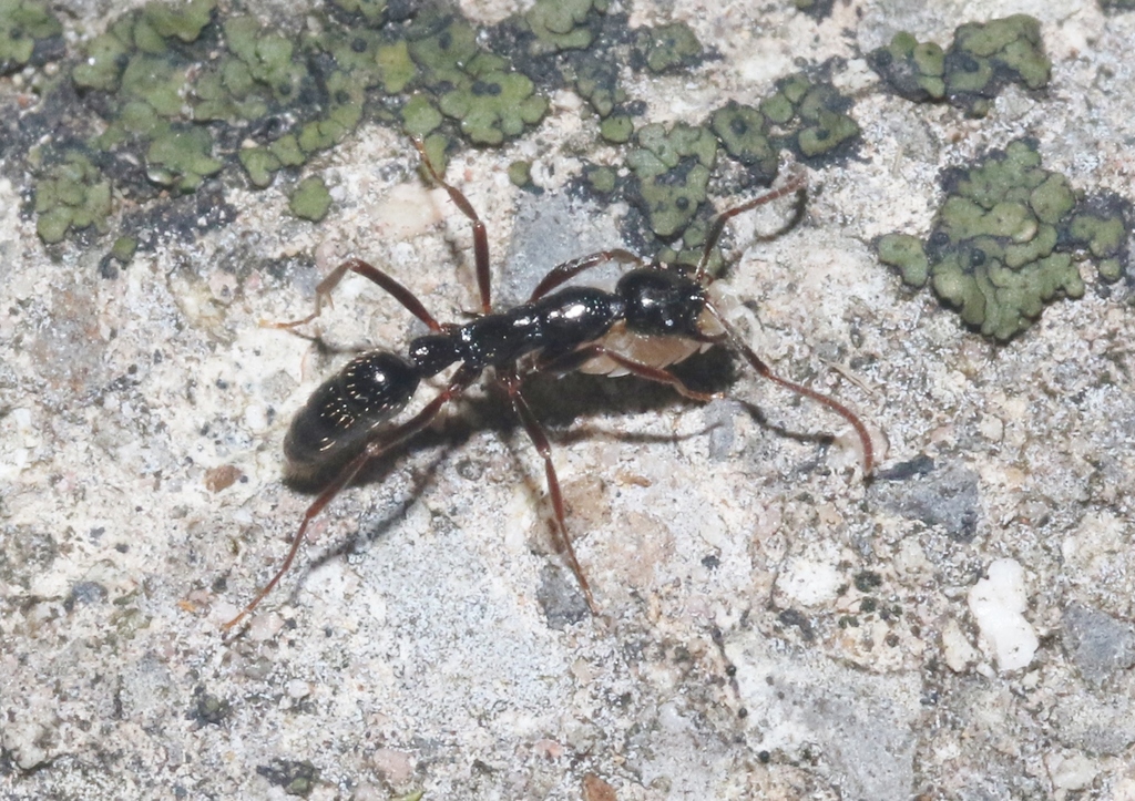Leptogenys pubiceps