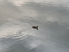 Fulica atra