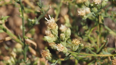 Baccharis brachyphylla