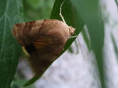 Noctua fimbriata
