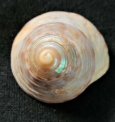Calliostoma zizyphinum