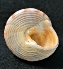 Calliostoma zizyphinum