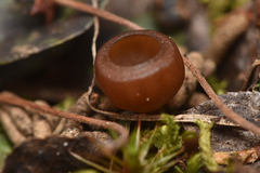 Dumontinia