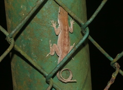 Anolis sagrei