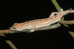 Anolis sagrei