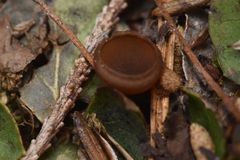 Dumontinia