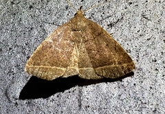 Zanclognatha marcidilinea