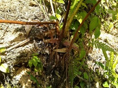 Cyathea atrovirens