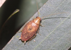 Plectoptera