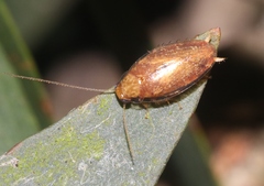 Plectoptera