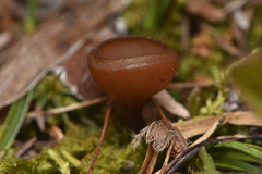 Dumontinia