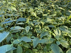 Impatiens pallida