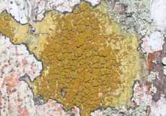 Teloschistales