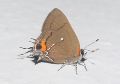 Electrostrymon angelia