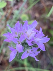 Liatris elegans