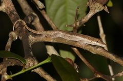 Anolis angusticeps