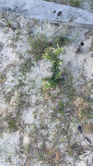 Lithospermum incisum