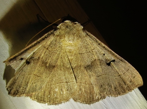 Panopoda carneicosta