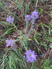 Liatris elegans