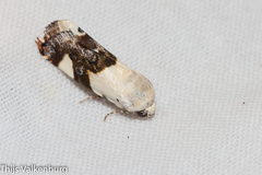 Acontia lucida