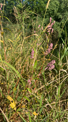 Persicaria pensylvanica
