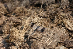 Brachythemis leucosticta