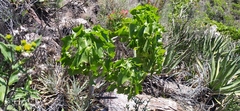 Pittocaulon praecox