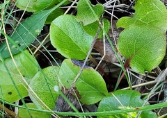 Pyrola asarifolia
