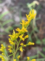 Solidago odora