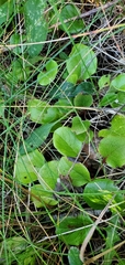 Pyrola asarifolia