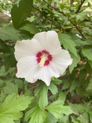 Hibiscus syriacus